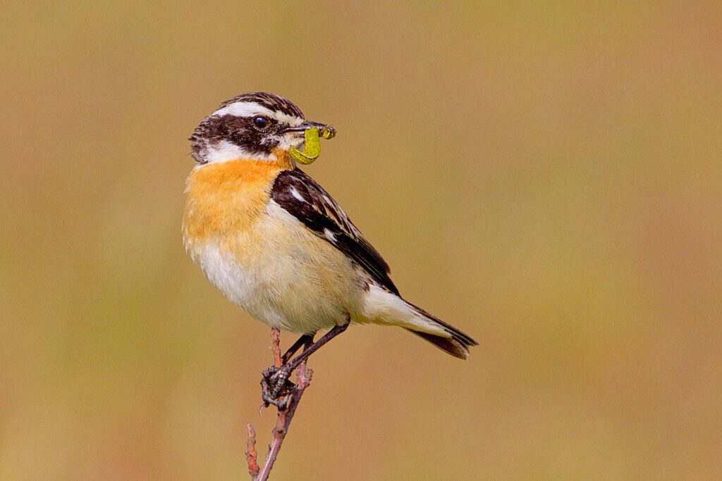 Een vogel met een rups in zijn snavel, zittend op een tak tegen een vage achtergrond.