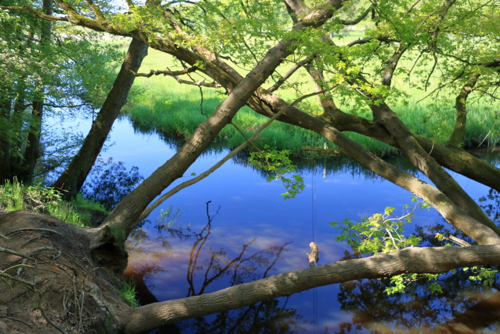 Boomtakken buigen over een rustige, blauwe rivier in een groen, zonnig landschap.