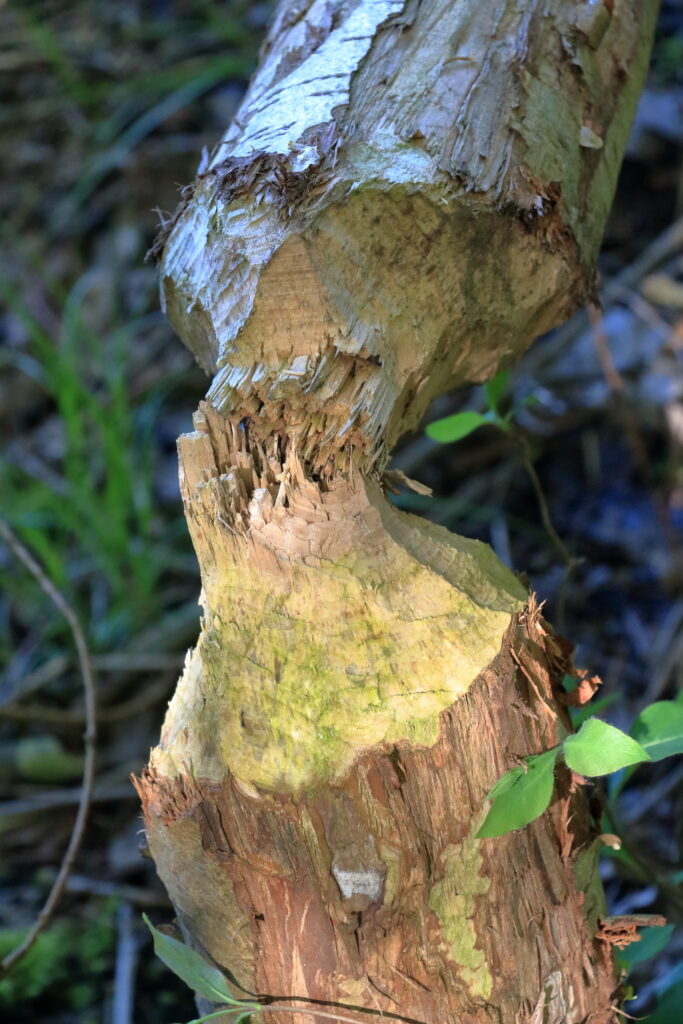 Afgeknaagd boomstam door een bever in een bosrijke omgeving, omringd door groen.
