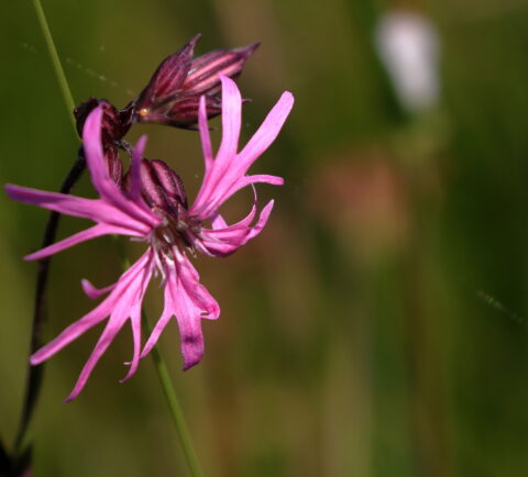 Felle roze bloem met sliertige bloemblaadjes en donkere achtergrond.