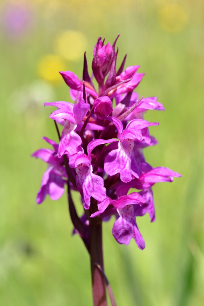 Paarse orchidee in bloei tegen een wazige, groene achtergrond.