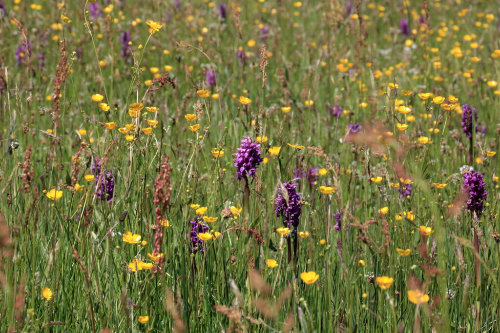 Bloemenweide met gele boterbloemen en paarse orchideeën in hoog gras.