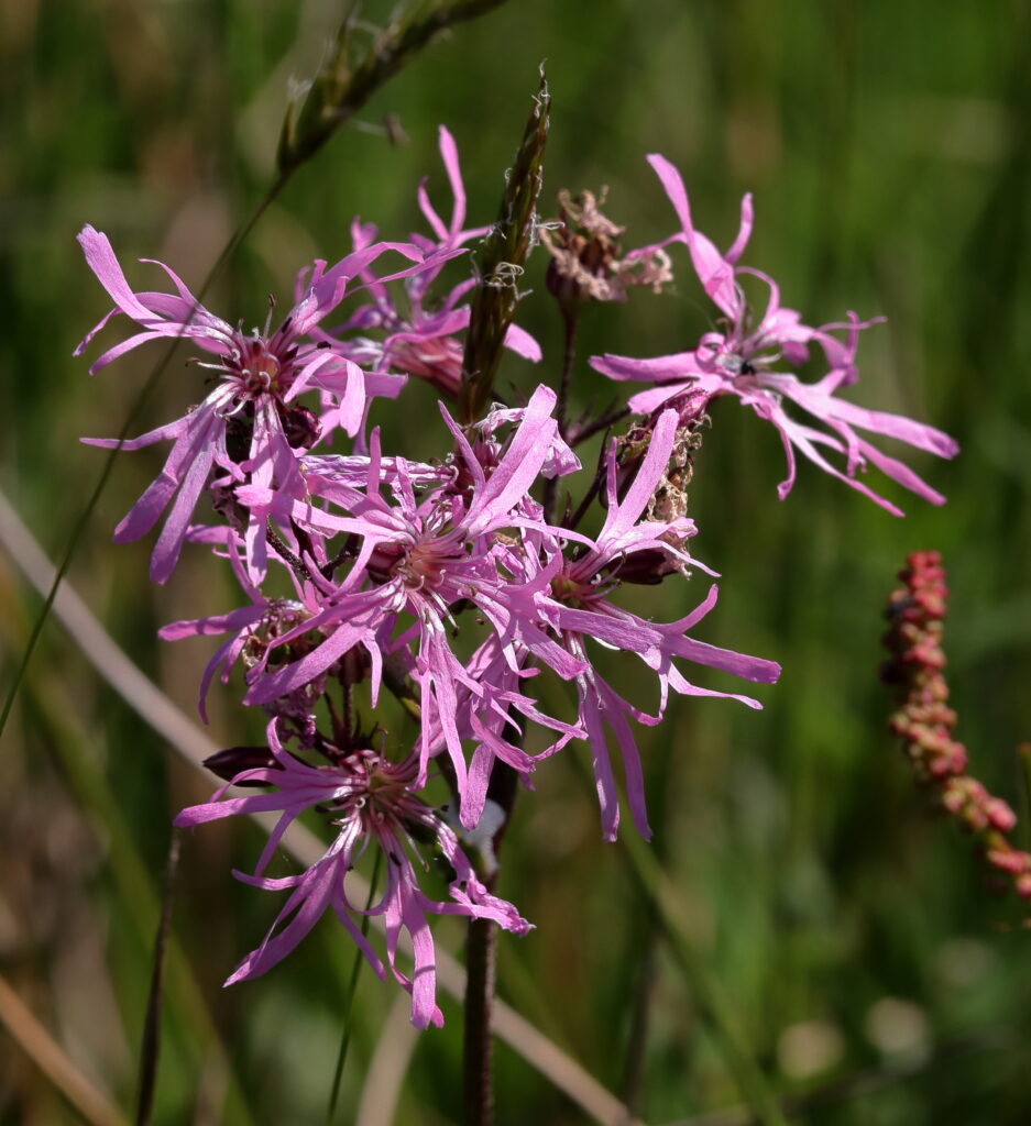 Roze bloemen met dunne, getande bloemblaadjes tegen een groene, wazige achtergrond.