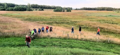 Groep wandelaars op pad door een groen en goudkleurig veld, met bomen in de verte.