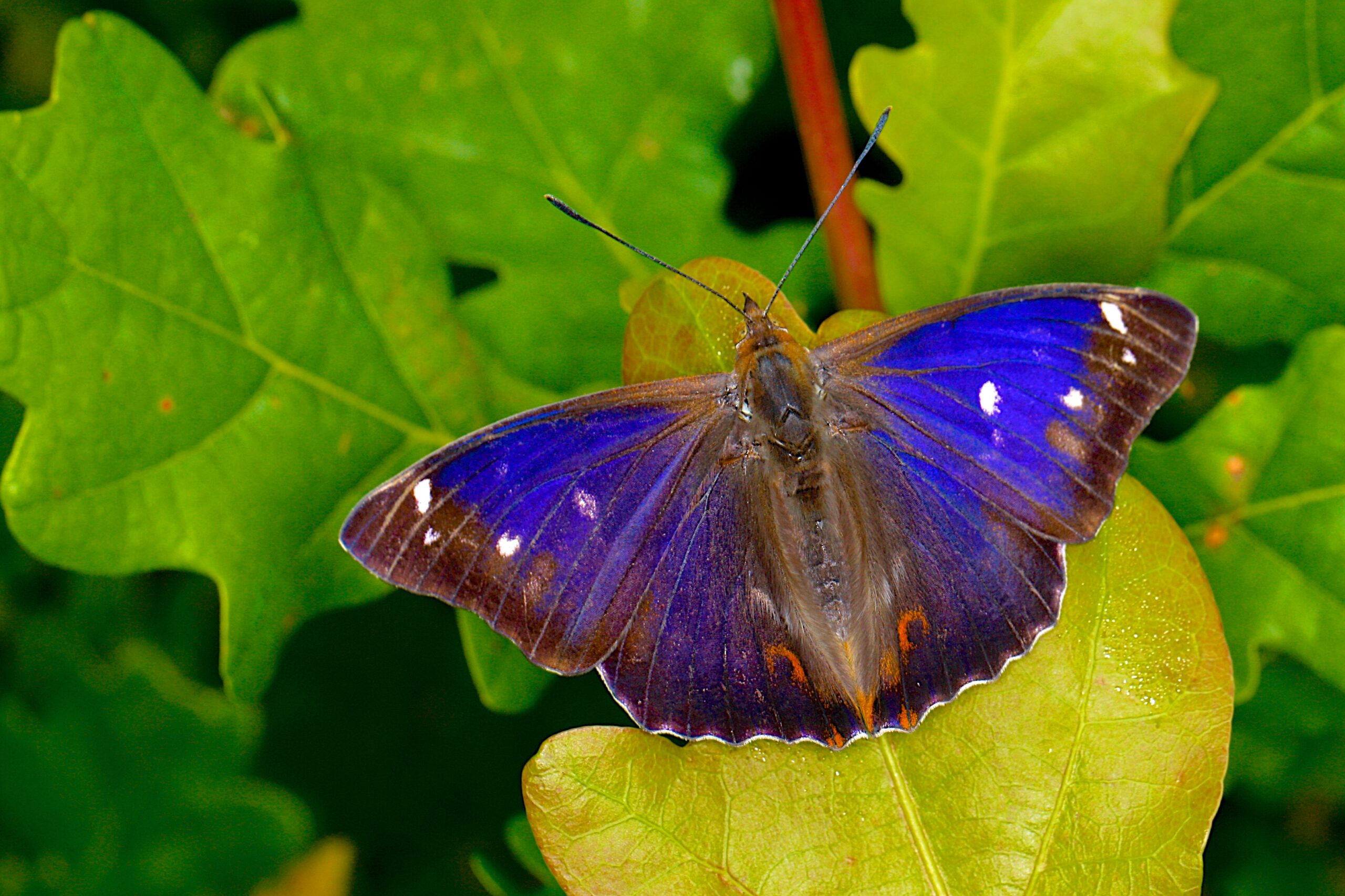 Paarse vlinder met witte stippen op groene bladeren.
