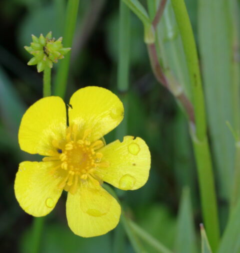 Gele bloem met dauwdruppels, omringd door groene stengels en bladeren.
