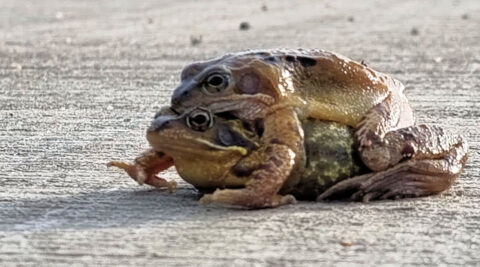 Twee kikkers liggen op elkaar op een betonnen oppervlak.