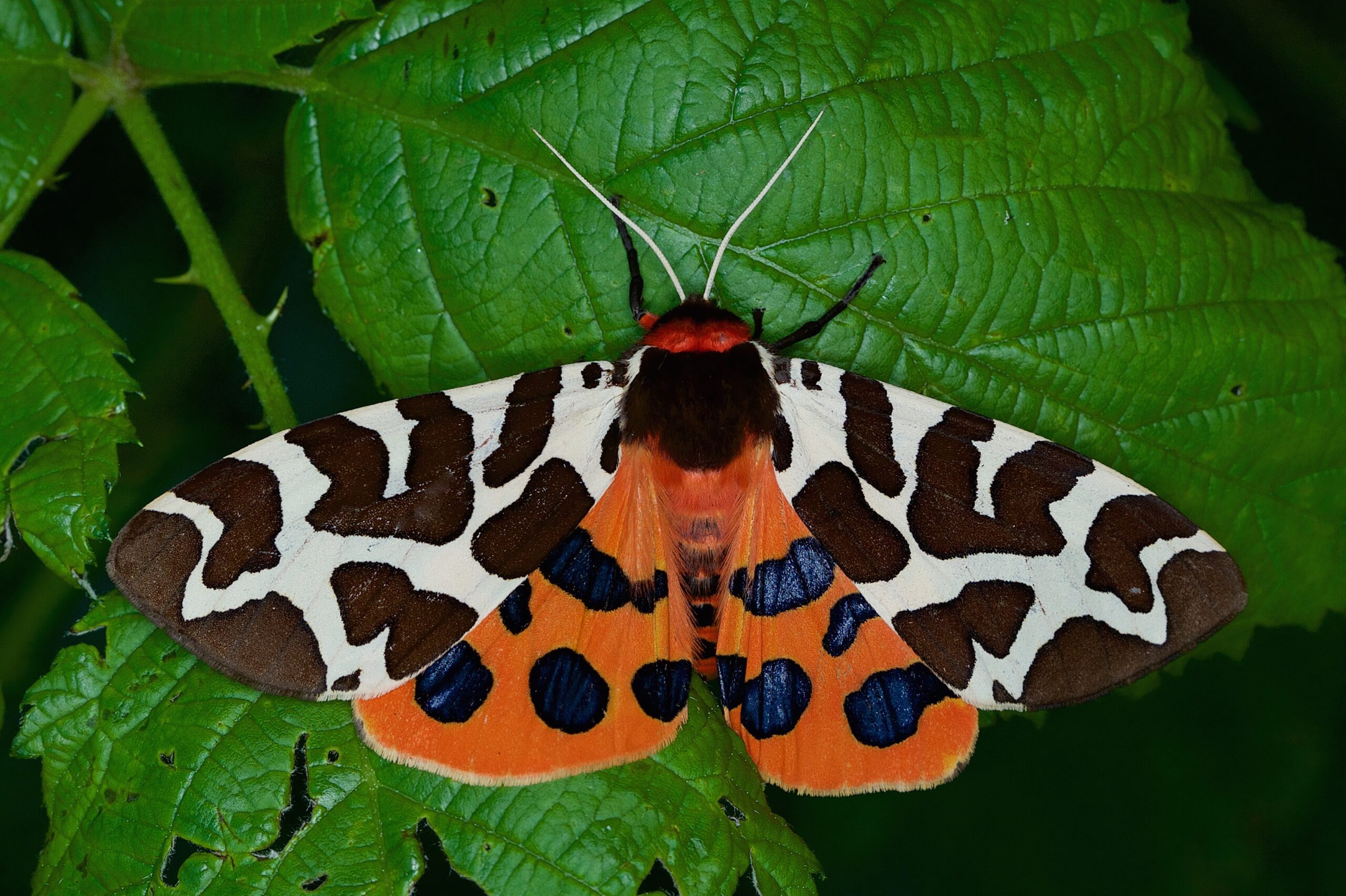 Bonte mot op groen blad, vleugels met bruine, oranje en blauwe patronen.