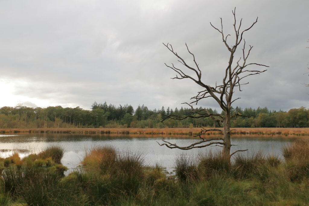 Dode boom bij een meer met grasland; bos op de achtergrond, bewolkte lucht.