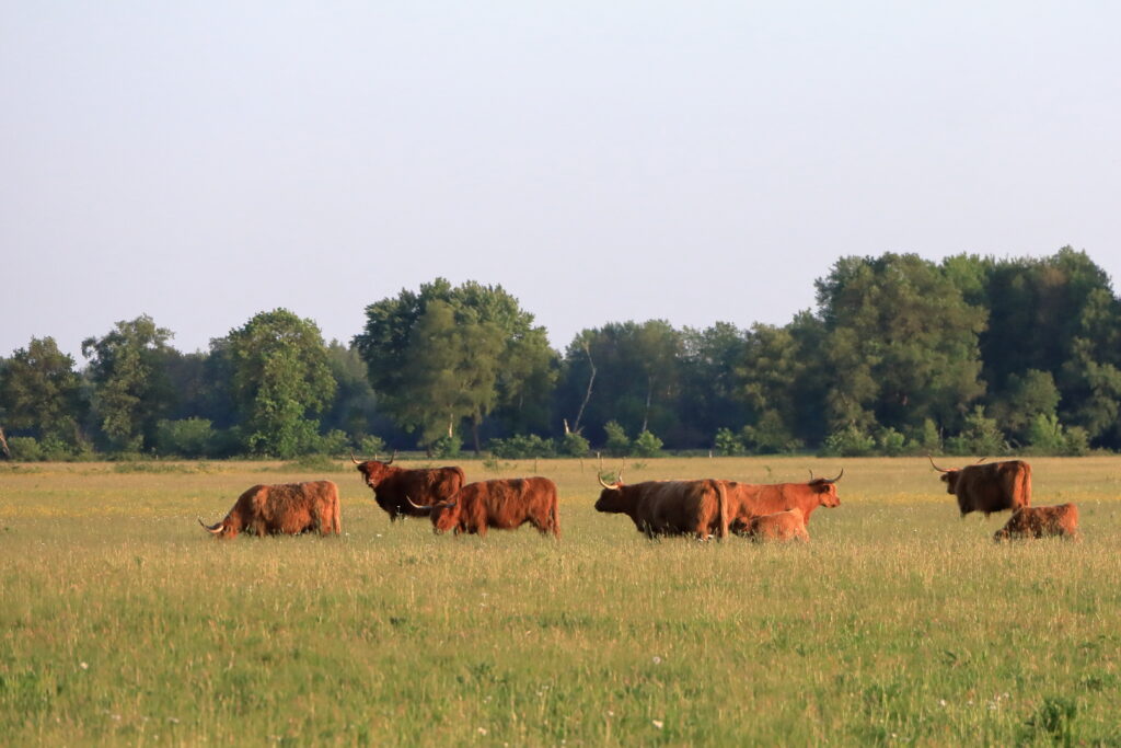 Schotse hooglanders grazen in een groene weide met bomen op de achtergrond.