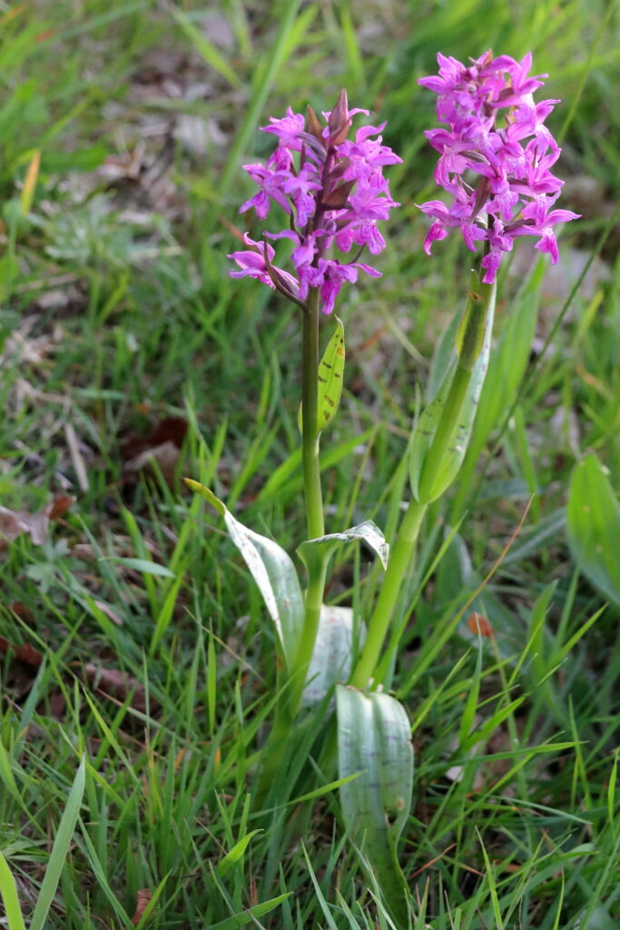 Twee paarse orchideeënbloemen in een groen grasveld.