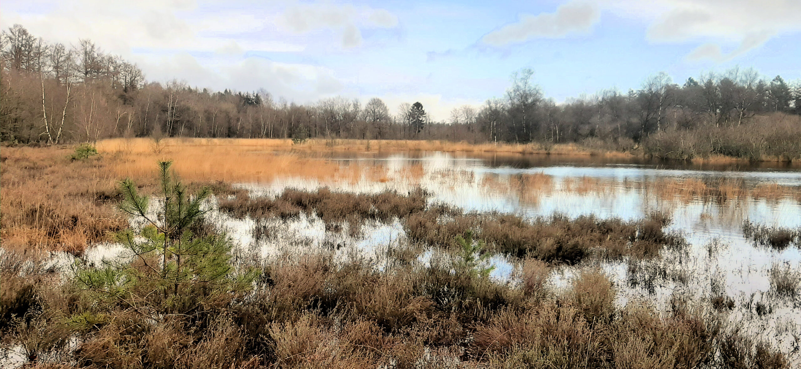 Rustig moeraslandschap met kale bomen, gras en reflecterend water onder een blauwe lucht.