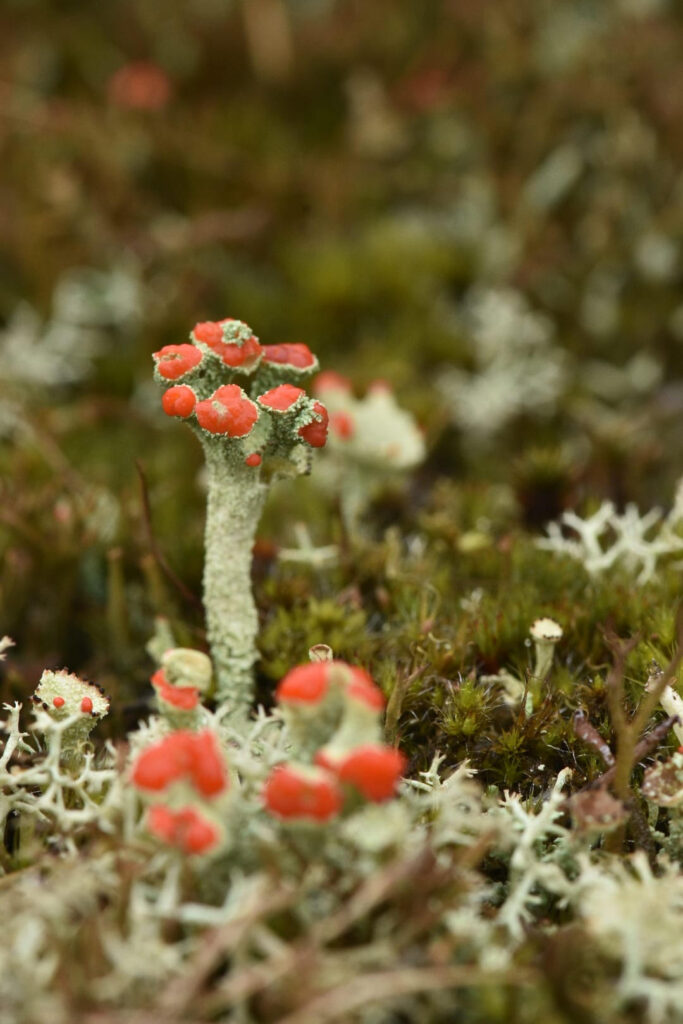 Groene korstmossen met felrode uiteinden groeien op een bosachtige ondergrond.
