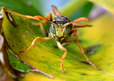 Een wesp met grote ogen op een groen blad.