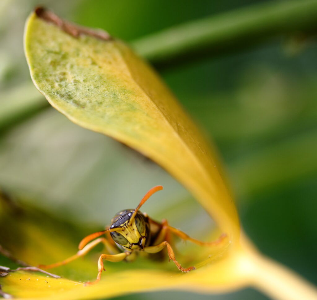 Close-up van een wesp kijkend onder een geelgroen blad, met een wazige achtergrond.