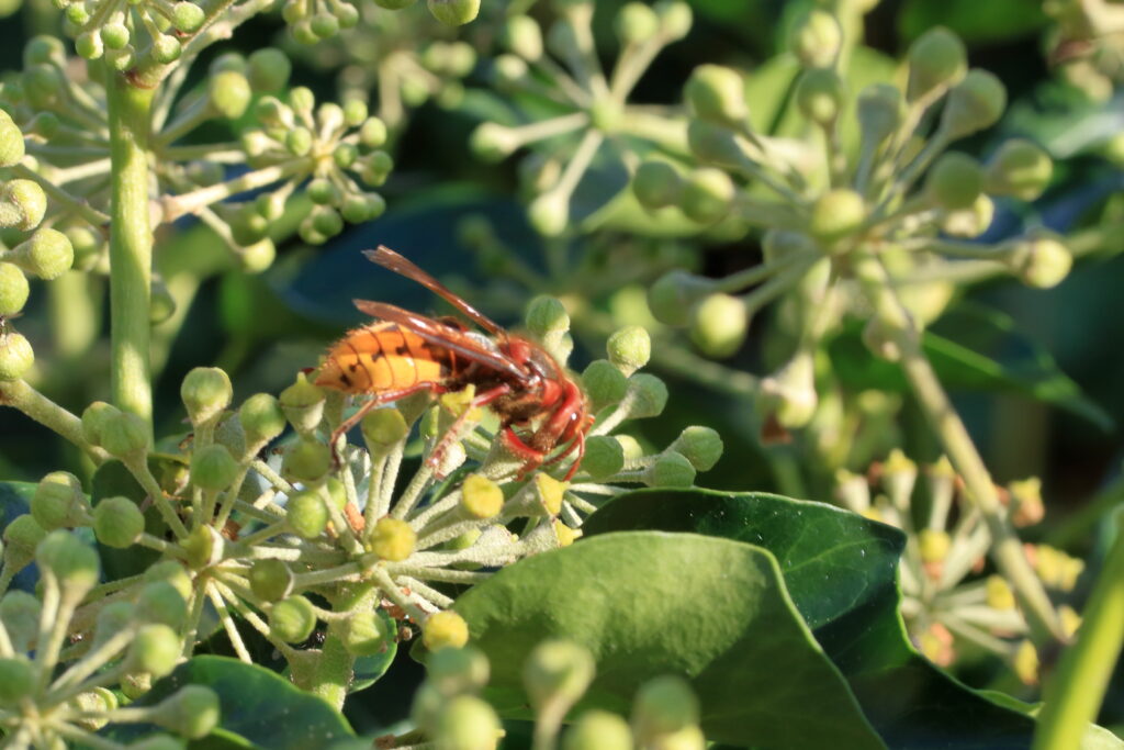 Wesp op groene plant met ongeopende bloemknoppen, omgeven door bladeren.