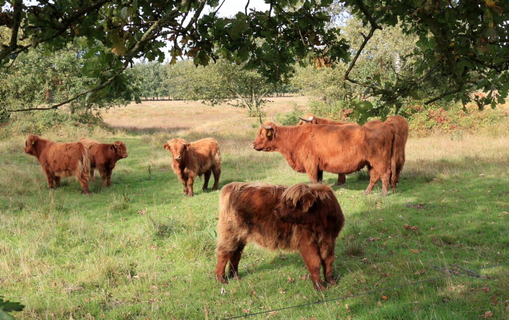 Schotse hooglanders grazen op een groene weide, omringd door bomen.