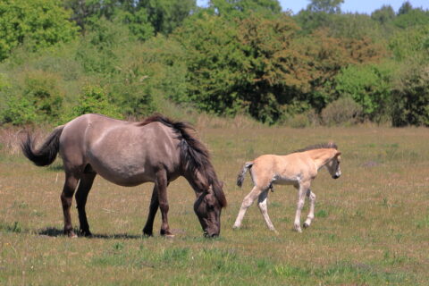 Paard en veulen grazen samen in een groene wei onder een blauwe lucht.