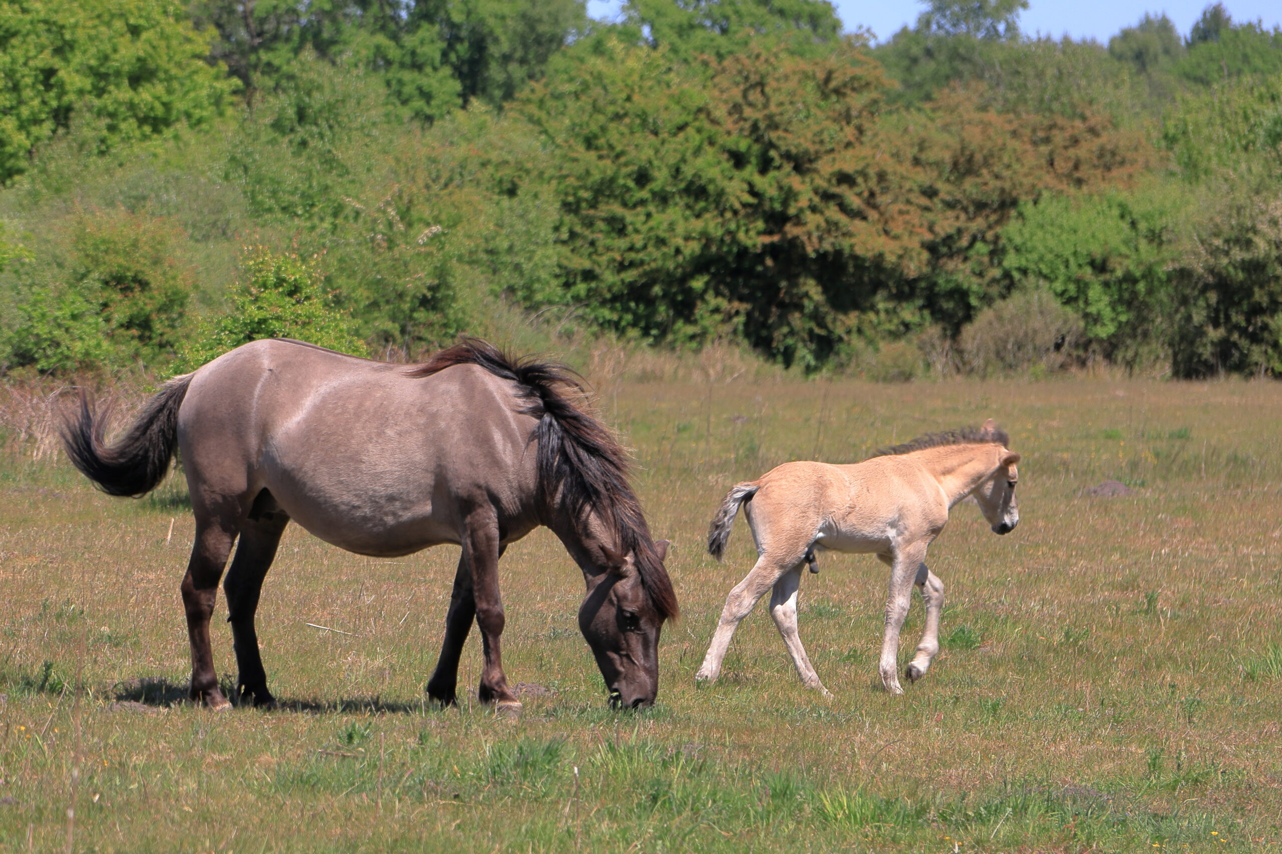 Paard en veulen grazen samen in een groene wei onder een blauwe lucht.