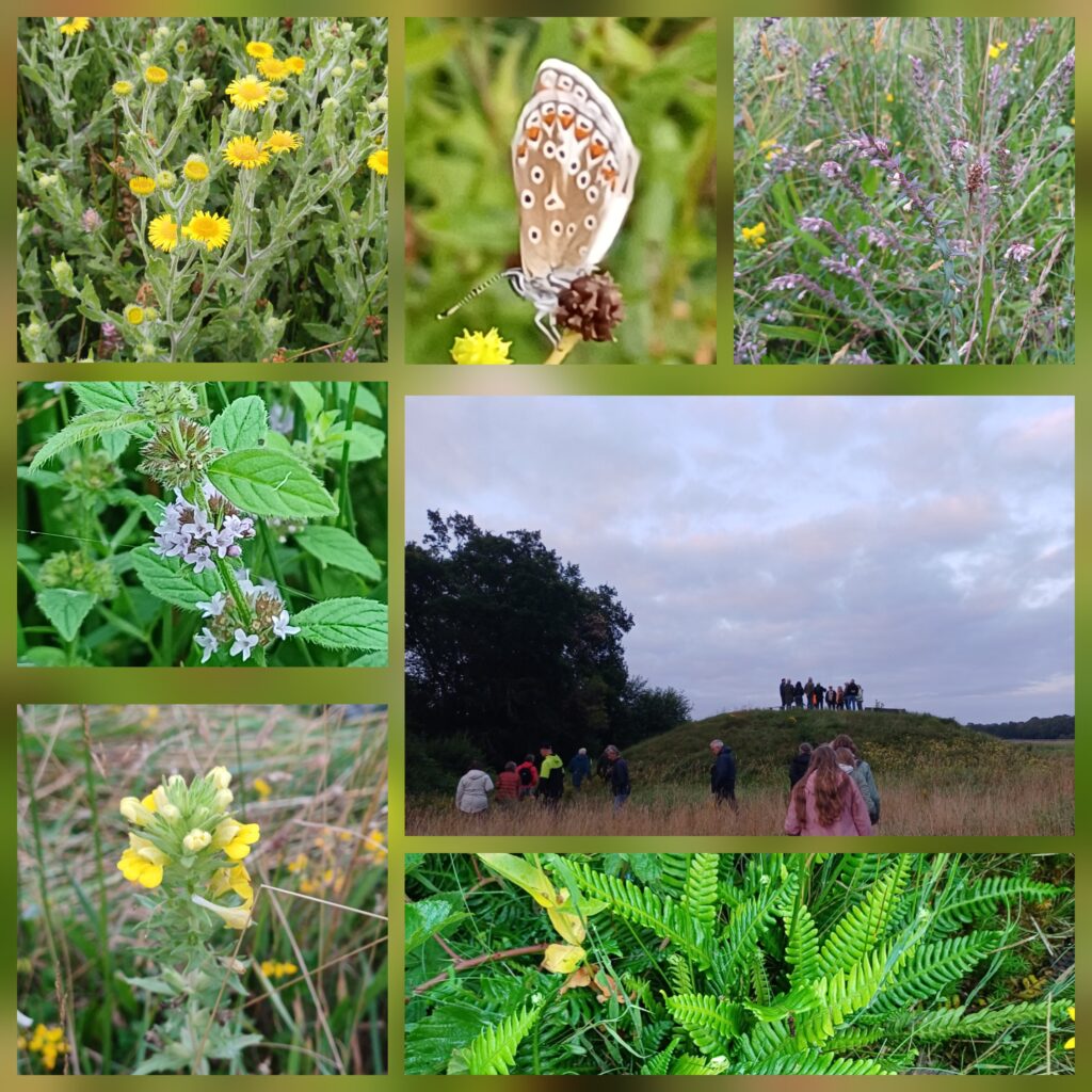 Collage van wilde bloemen, een vlinder en mensen op een heuvel bij zonsondergang.