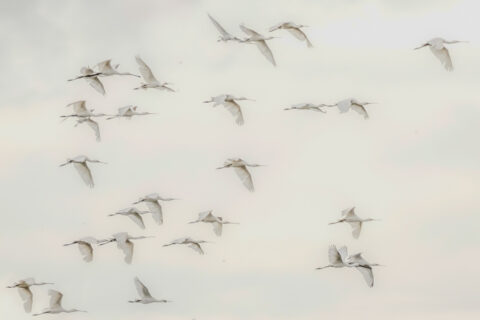 Een zwerm witte vogels vliegt samen in een lichte, bewolkte hemel.