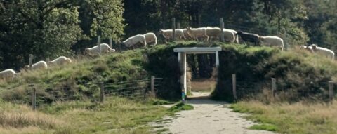 Schapen lopen over een met gras bedekte heuvel met een tunnel eronder, omgeven door bomen.