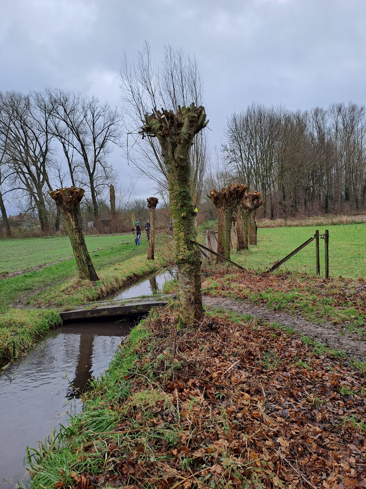 Knotwilgen langs een sloot met een smal bruggetje, kale bomen op de achtergrond.