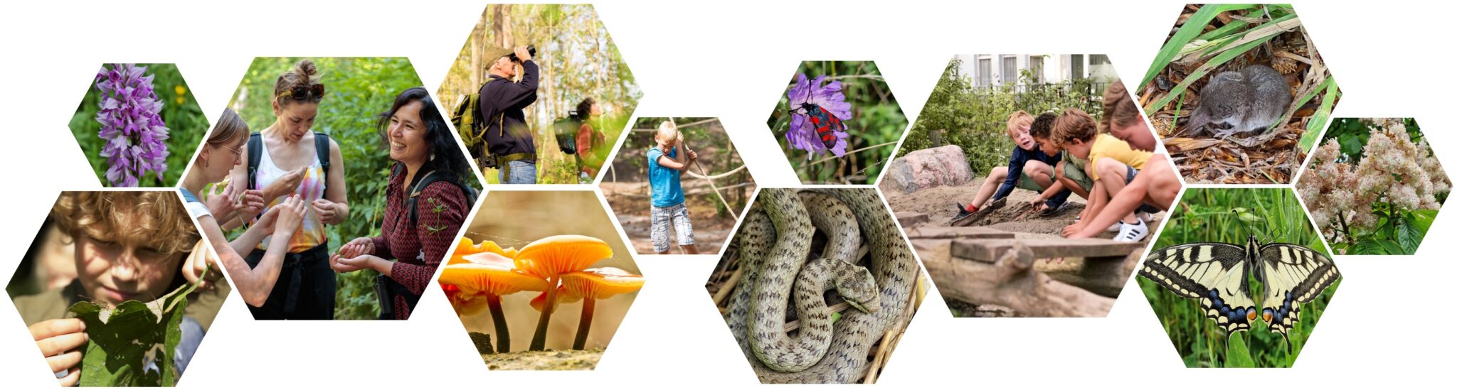 Hexagonale collage met mensen in de natuur, planten, bloemen, insecten, slangen en kinderen die buiten spelen.