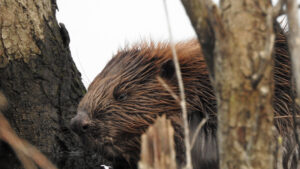 Close-up van een bever tussen twee boomstammen, natte vacht en focus op het gezicht.