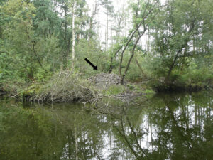 Een beverdam reflecteert in een rustige bosvijver, omgeven door groene bomen.