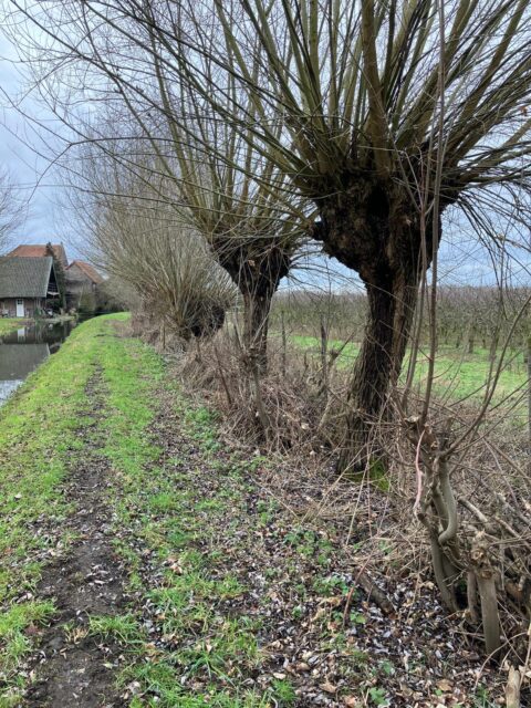 Rij knotwilgen langs een groen graspaadje naast een sloot met een huis op de achtergrond.