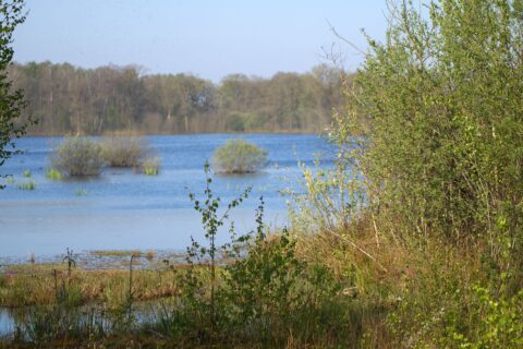 Moeraslandschap met groen gebladerte op de voorgrond en een blauw meer met bomen op de achtergrond.