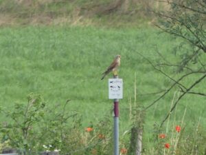 Een vogel zit op een bordje in een groen veld met wilde bloemen.