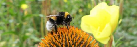 Hommel op een oranje bloem in een groene omgeving met wazige gele bloem op de achtergrond.