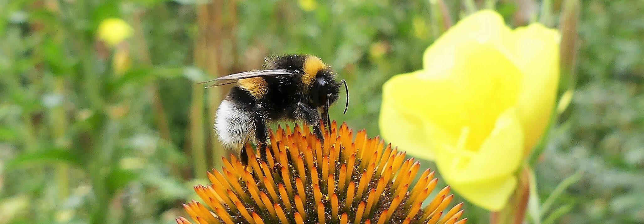 Hommel op een oranje bloem in een groene omgeving met wazige gele bloem op de achtergrond.