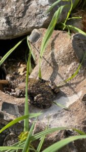 Pad op een rots tussen gras en stenen, in natuurlijke omgeving.