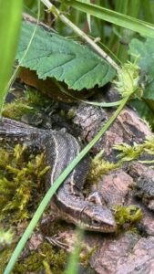 Een hagedis op een met mos bedekte boomstam, omgeven door groene bladeren.