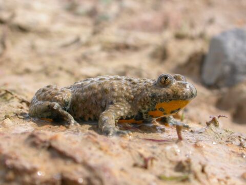 Bruine pad met oranje buik ligt op modderige grond, dichtbij gefotografeerd.