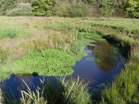 Kleine, kronkelende beek omgeven door groene struiken en gras in een landelijke omgeving.