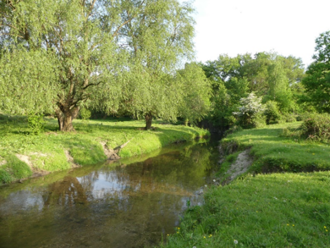 Een rustige beek stroomt door een groen bos met gras en bomen op een zonnige dag.