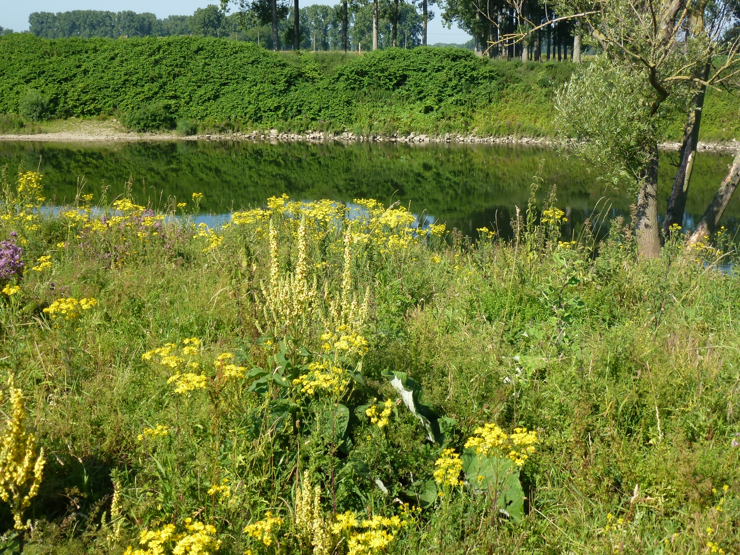 Bloemenveld met gele bloemen, nabij een rustige vijver en bomen op de achtergrond.