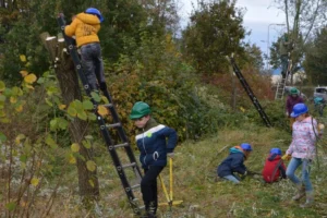 Kinderen in veiligheidshelmen snoeien bomen met ladders in een bosrijke omgeving.