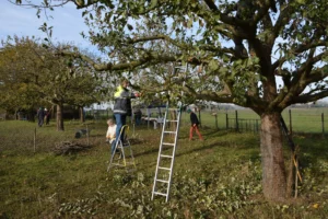 Mensen snoeien een boom in een boomgaard met ladders en gereedschap, op een zonnige dag.