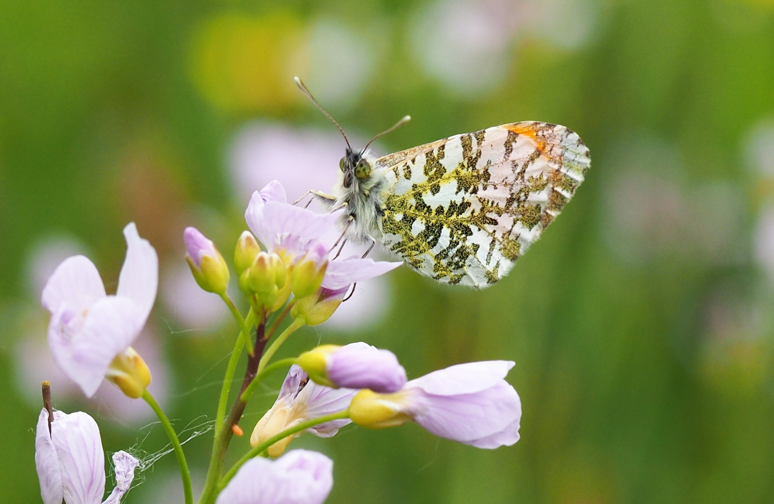 Vlinder rust op paarse bloem met groene achtergrond.