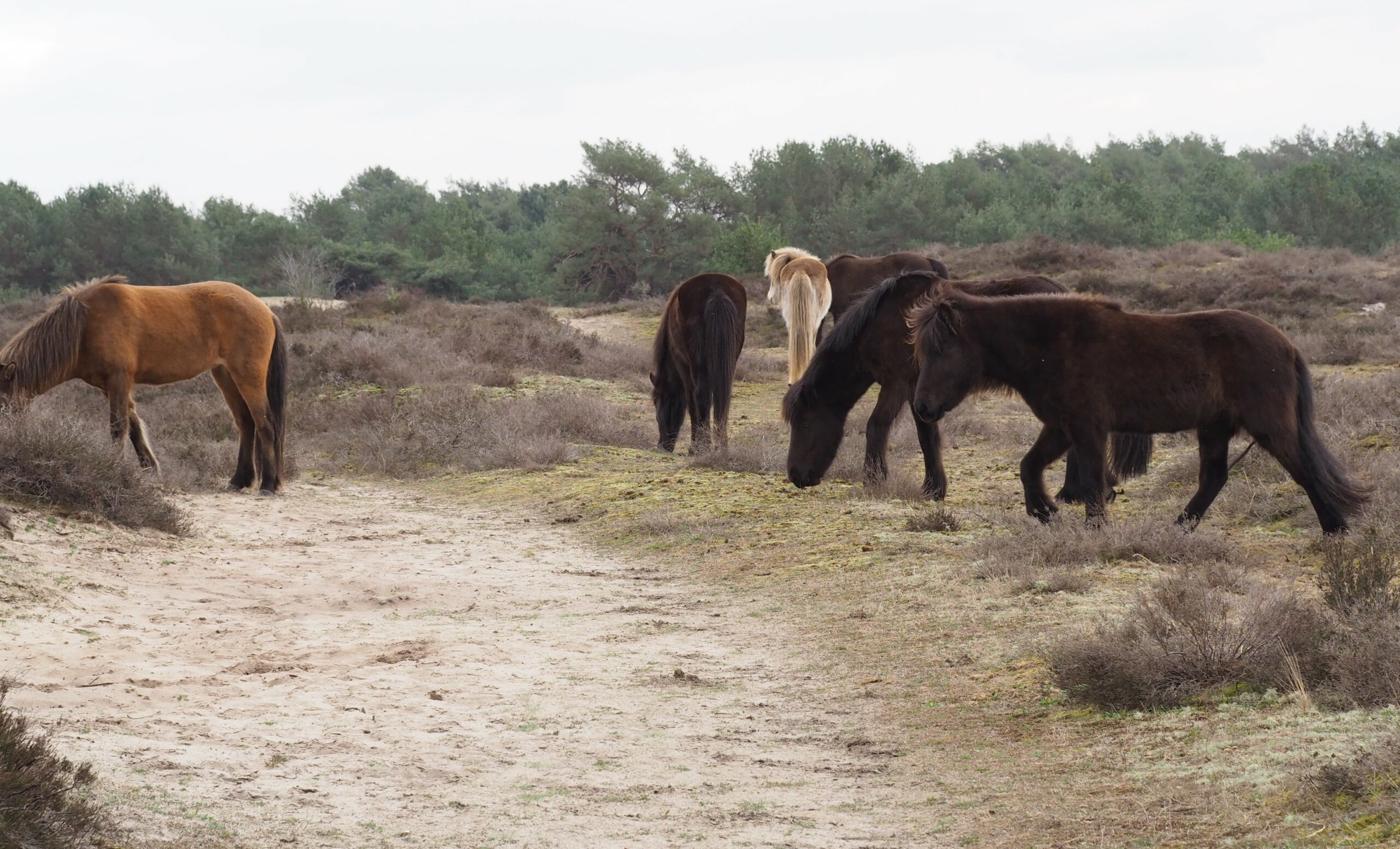Kudde paarden graast op een zandpad omgeven door begroeiing en bomen in een open landschap.