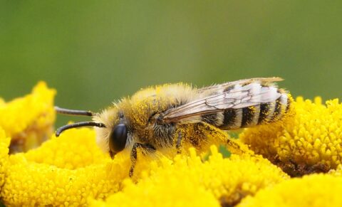 Close-up van een bij bedekt met stuifmeel op heldergele bloemen.