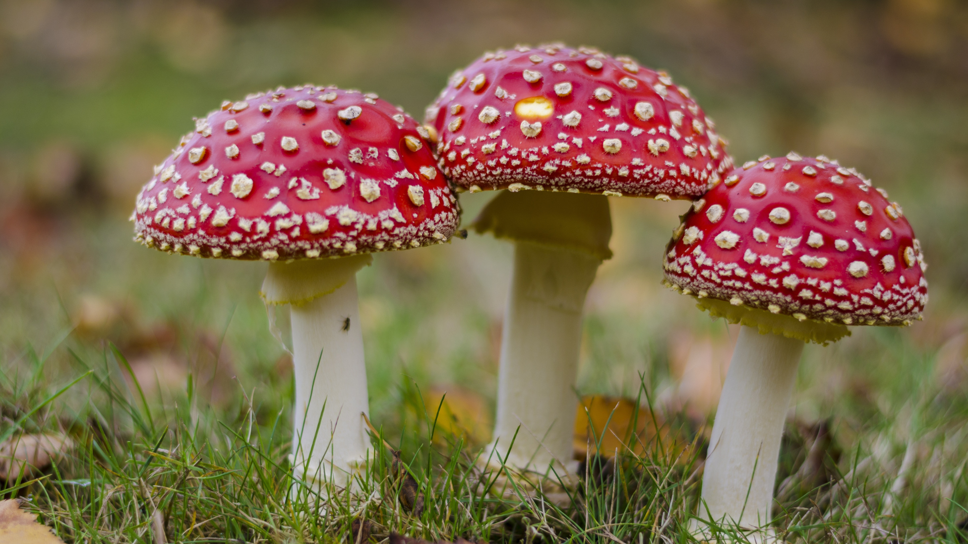 Drie rood met witte stippen vliegenzwammen in gras.