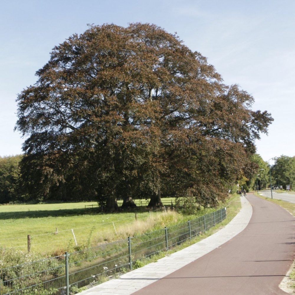 Grote boom langs een fietspad met een hek, naast een grasveld op een zonnige dag.