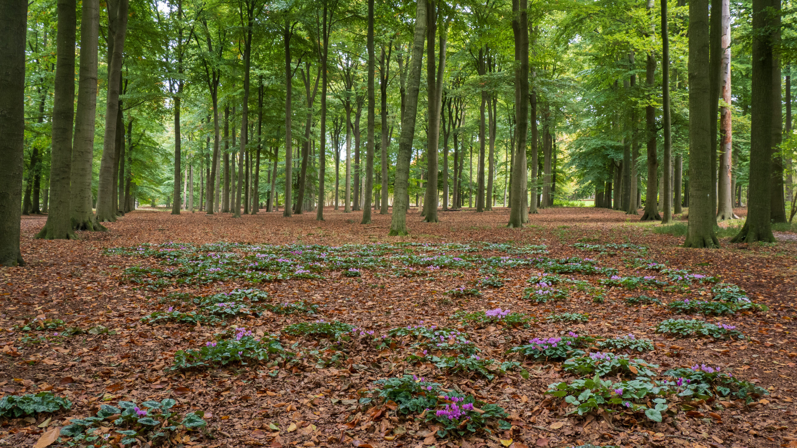 Een bos met hoge bomen en paarse bloemen op een bodem bedekt met herfstbladeren.
