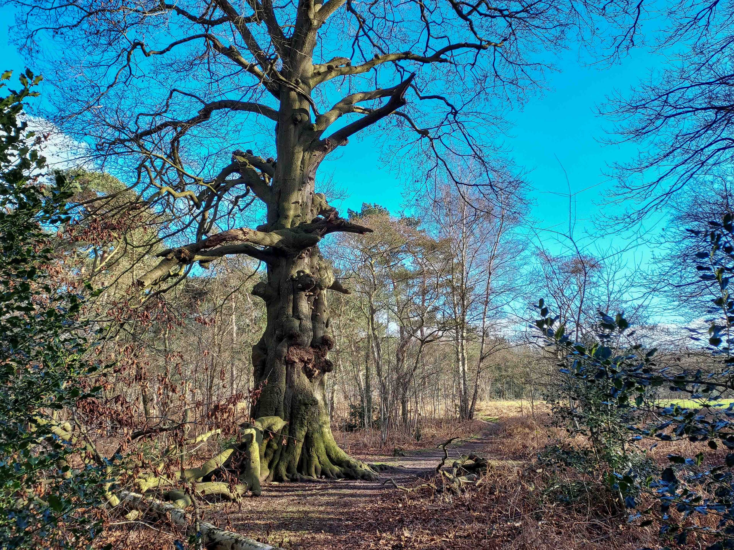 Grote, oude boom in een winterbos met kale takken en een blauwe lucht.